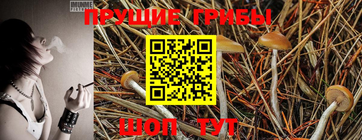 Южно-Сахалинск  Галлюциногенные грибы GOLDEN TEACHER  цены   Вход с VPN 